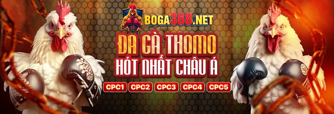 Hình ảnh đá gà Thomo trực tiếp, không khí sôi động của trận đấu