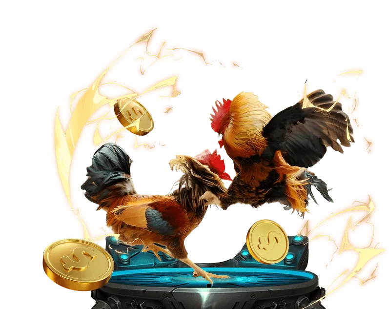 Đá gà Thomo kịch tính